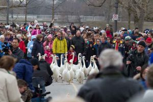 Annual Swan Release - Photo by: Stratford Tourism Alliance - www.visitstratford.ca