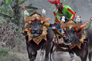 Image by Elke Szakacs from Pixabay