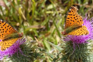 Photo by: CarniFest Online © All Rights Reserved