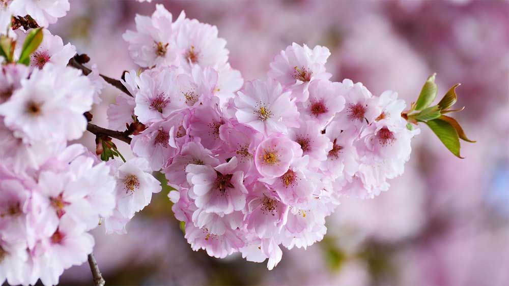 Photo by: congerdesign [via-pixabay.com]