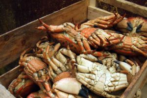 Crab - CarniFest Online Photo © All Rights Reserved