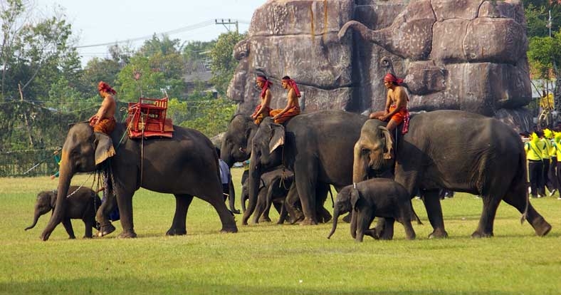 Elephants Round-Up in Surin - Photo by: freebeerforyorky.com