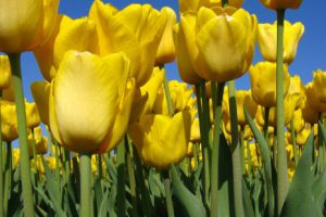 Yellow Tulip - Photo by: Badeendjuh