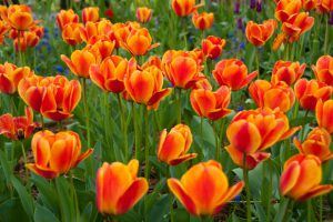 Tulip flower - Photo by: Johninportland