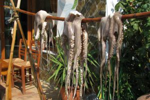 Greece, Octopus - CarniFest Online © All Rights Reserved