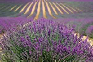 Image by Karen Arnold from Pixabay