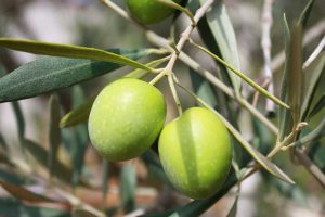 Photo by: Nat Aggiato -Pxabay