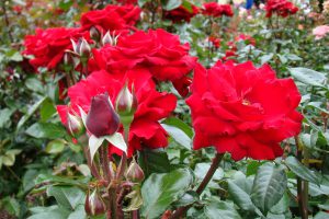 Rose - CarniFest Online Photo © All Rights Reserved