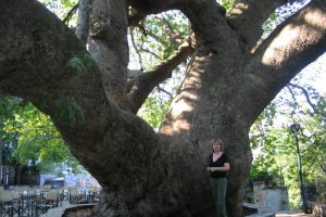 The giant Plane tree in Tsagkarada - CarniFest Online Photo © All Rights Reserved