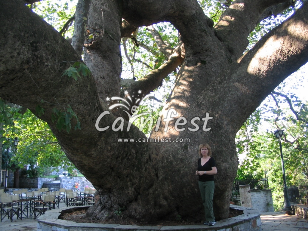 The giant Plane tree in Tsagkarada - CarniFest Online Photo © All Rights Reserved