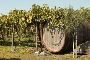 Vineyard  - CarniFest Online Photo © All Rights Reserved