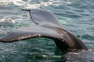 Image by Angelo Giordano from Pixabay