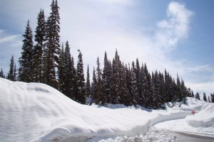 Frozen in the Canadian Rockies - CarniFest Online © All Rights Reserved