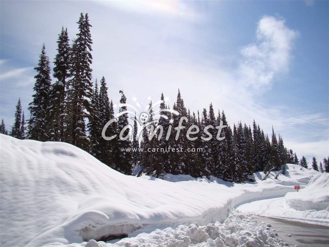 Frozen in the Canadian Rockies - CarniFest Online © All Rights Reserved