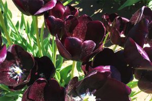 Wooden Shoe Tulip Fest - CarniFest Online Photo © All Rights Reserved